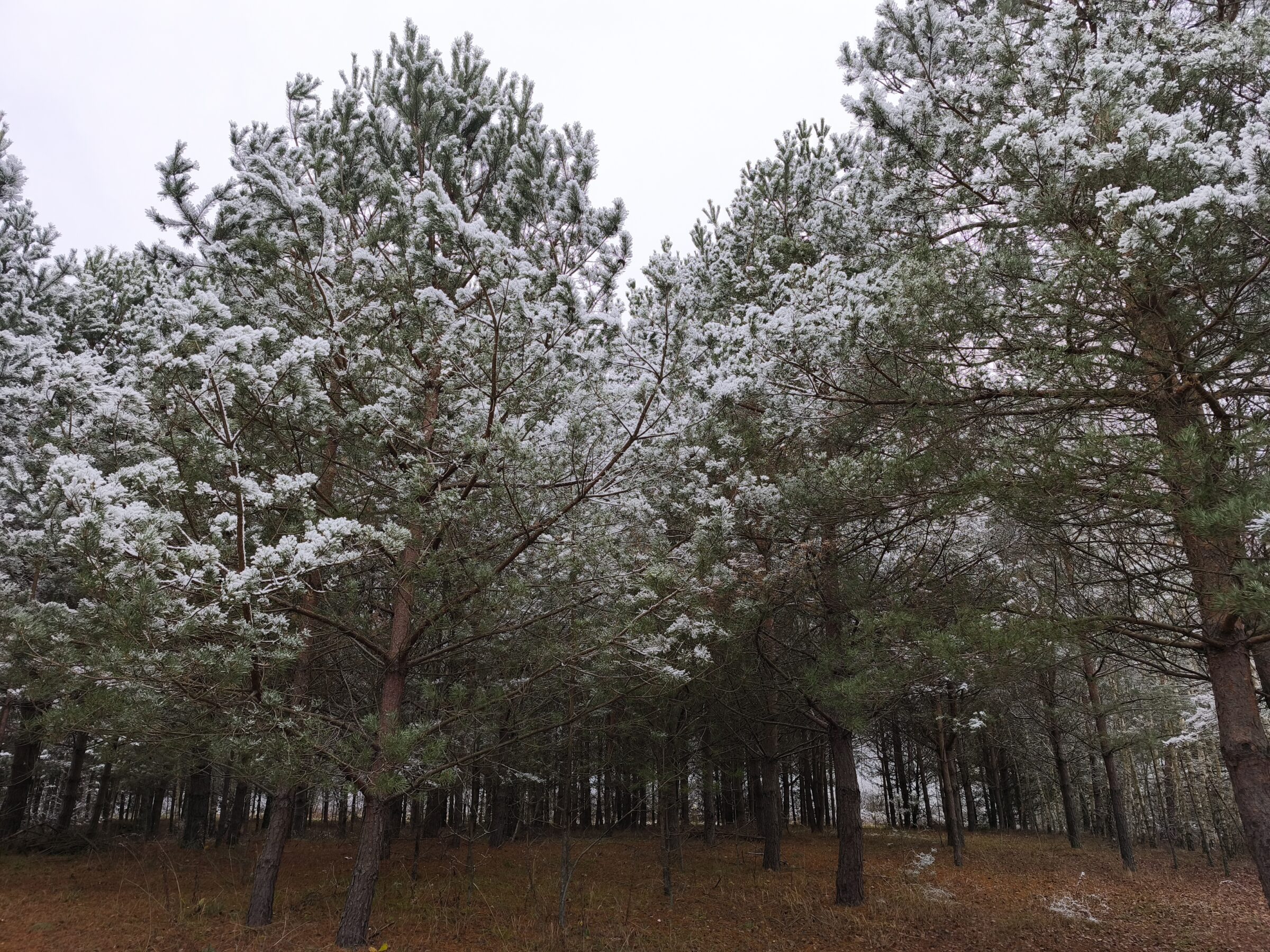 Parduodamas 4,43ha išpuoselėtas sklypas Pabaldiškio k., Balninkų sen., Molėtų raj.